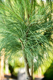 parasolden pinus pinea zuiderse naaldboom