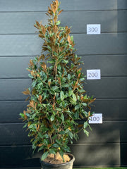 magnolia grandiflora gallisonensis gallisonieri kegelvormige winterharde plant