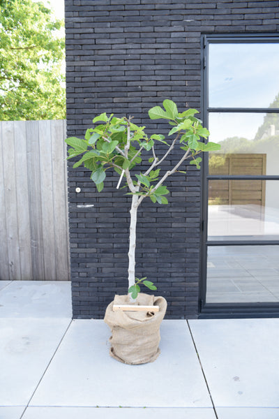 Vijgenboom - Ficus Carica Pastillière - 8-10cm stamomtrek