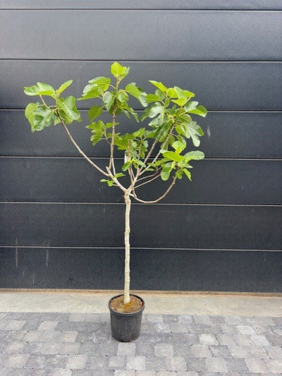vijg ficus carica dauphine dauphiné
