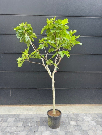 vijg ficus carica sultane