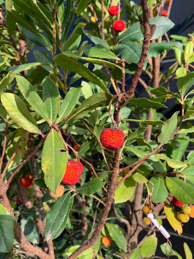 Aardbeiboom arbutus unedo terrasplant zuiders vrucht