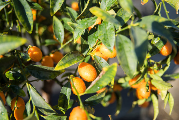 kumquat sinaasappelvrucht citroenboom citrusboom citrusplant sinaasappelboom