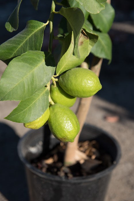 limoen citroen	citroenboom limoenboom limoen citrusplant
