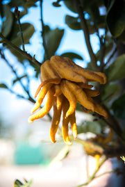 buddha's hand buddha plant vingercitroen buddha's vinger exclusieve citrus citrusboom citroenboom