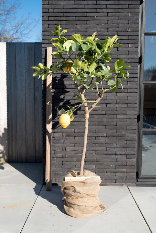 sukadeboom reuzecitroen citroenboom citrusplant citroenplant citrusboom oerstruik