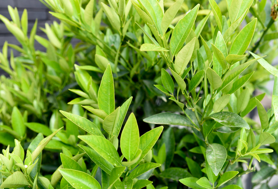 Bonsai Citrus myrtifolia mandarijn boom - Bonsai winkel Bonsai Citrus myrtifolia mandarijn boom - Bonsai winkel