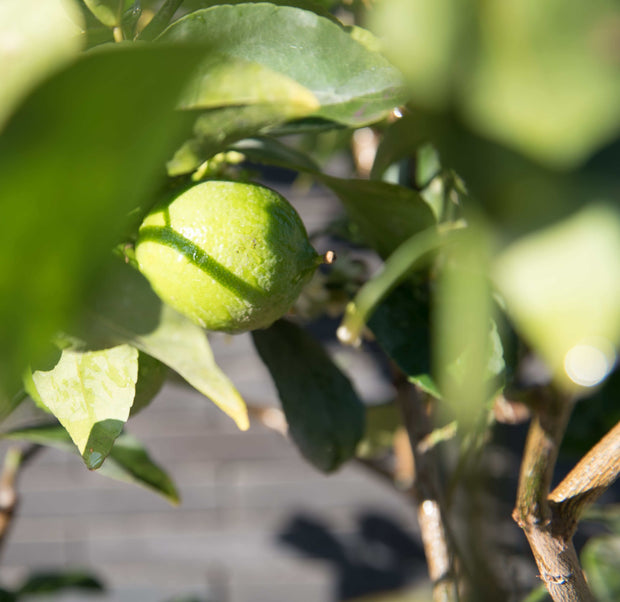 perziklimoen citrusboom citrusplant limoenboom limoenplant limoenstruik