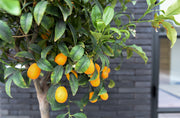 kumquat citrus kumquatboom citrusboom