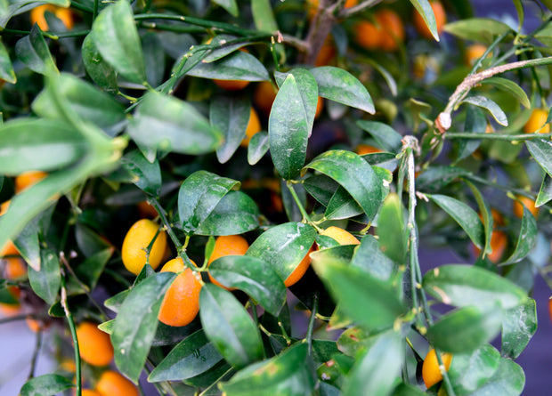 kumquat citrus kumquatboom citrusboom