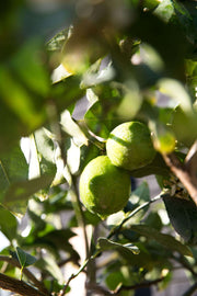 citrus latifolia perziklimoen limoenboom citrusboom limoen