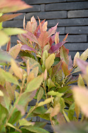 eriobotrya japonica coppertone japanse mispel