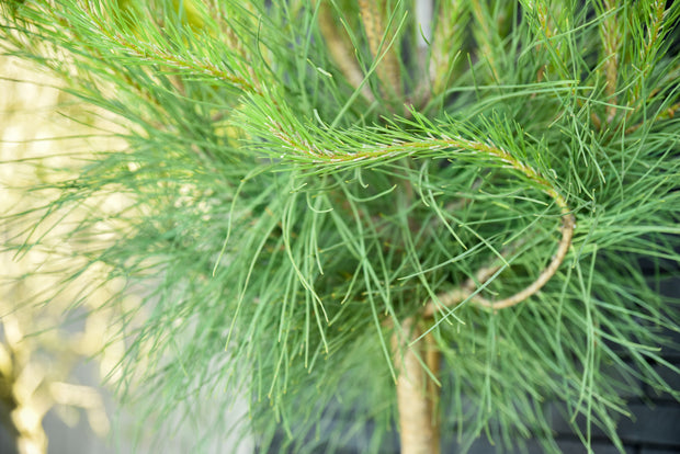 parasolden pinus pinea zuiderse naaldboom