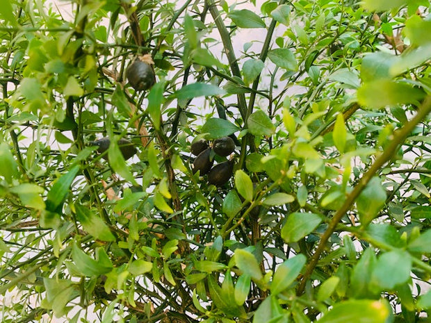kaviaarlimoen vingerlimoen citrusplant citrusboom exclusieve citrus citrus australasica