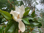 magnolia grandiflora gallisonensis gallisonieri kegelvormige winterharde plant