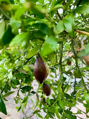 kaviaarlimoen vingerlimoen citrusplant citrusboom exclusieve citrus citrus australasica