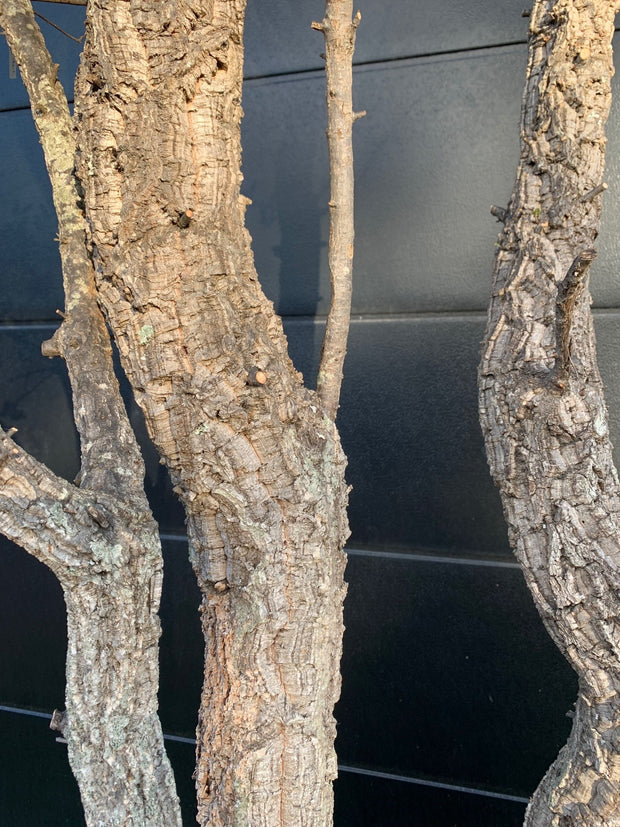kurkeik quercus suber kurk winterhard karaktervol wintergroen exclusief boomkwekerij meerstam multistam meerstammig