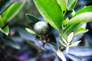 Mandarijnboom - Citrus reticulata - 8-10cm stamomtrek