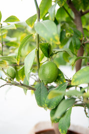 citroen citrus limon citroenboom citrusboom struik terrasplant zelfkweek