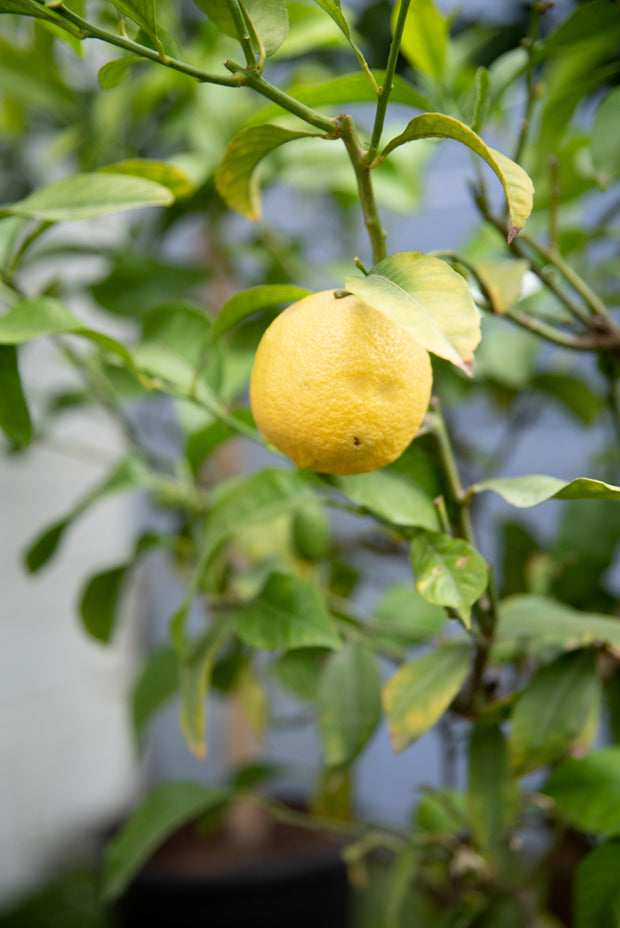 citroen citrus limon citroenboom citrusboom struik terrasplant zelfkweek