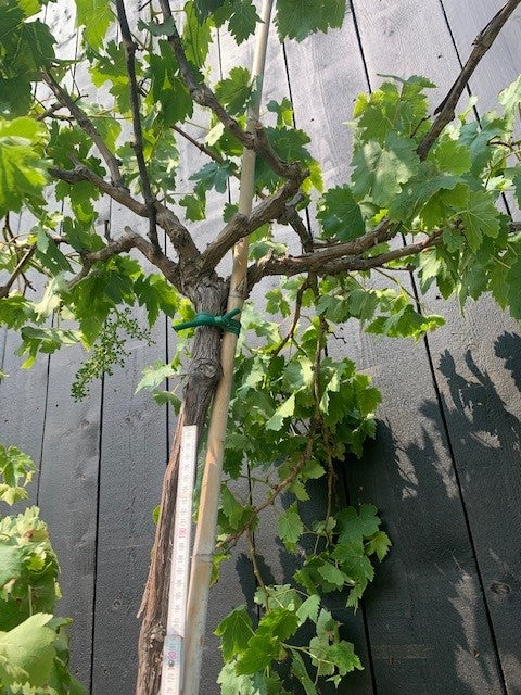 Druivelaar - Vitis vinifera - 8-10cm stamomtrek
