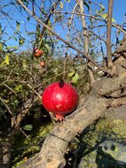 granaatappel granaatappelboom punica granatum zuiders mediterraan exclusief exclusieve