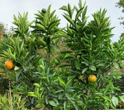 mandarijn mandarijnboom citrusboom citrusplant sinaasappelboom clementine clementina
