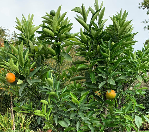 clementina clementine mandarijn reticulata citrusboom citrusvrucht mandarijnboom clementineboom